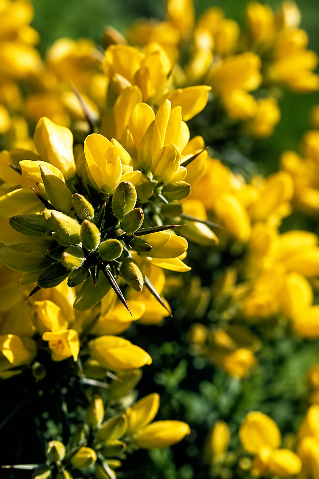 Aulaga — flor de Bach N°9