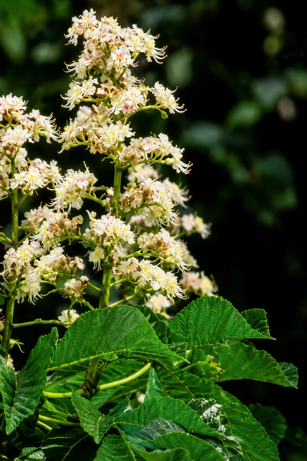 Castaño Blanco — flor de Bach N°16
