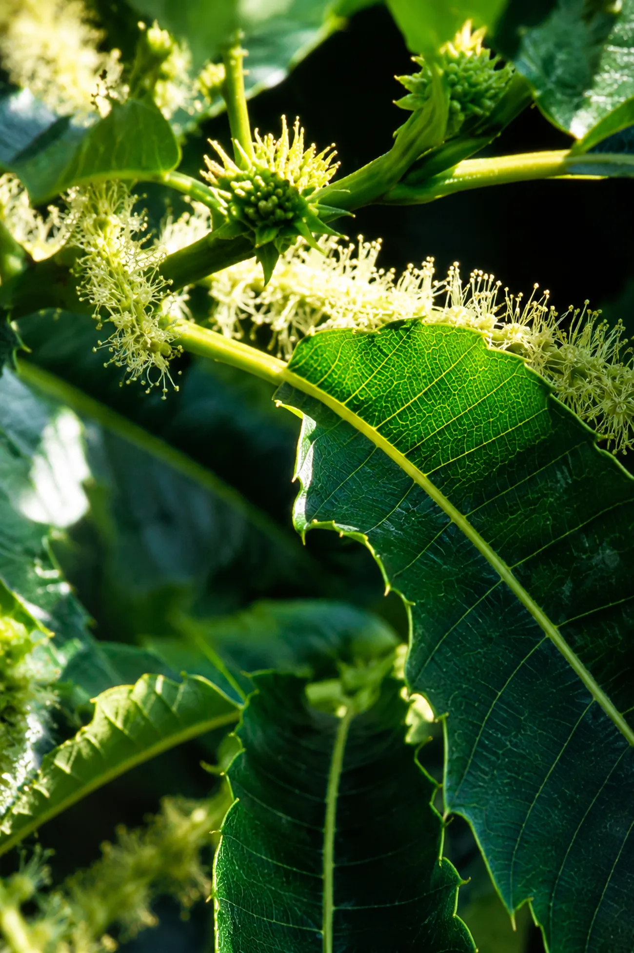 Castaño Dulce — flor de Bach N°29