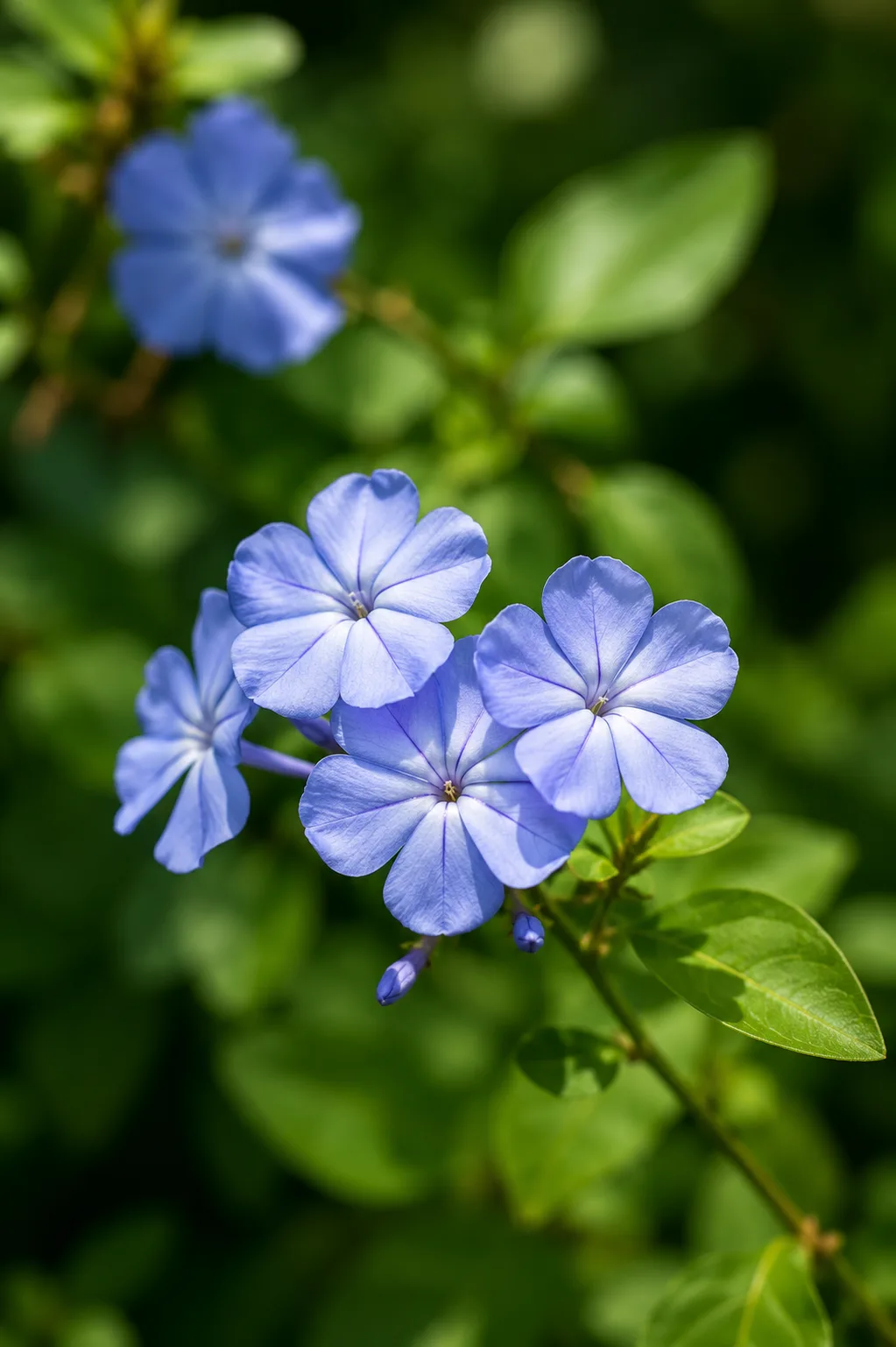 Cerato — flor de Bach N°6