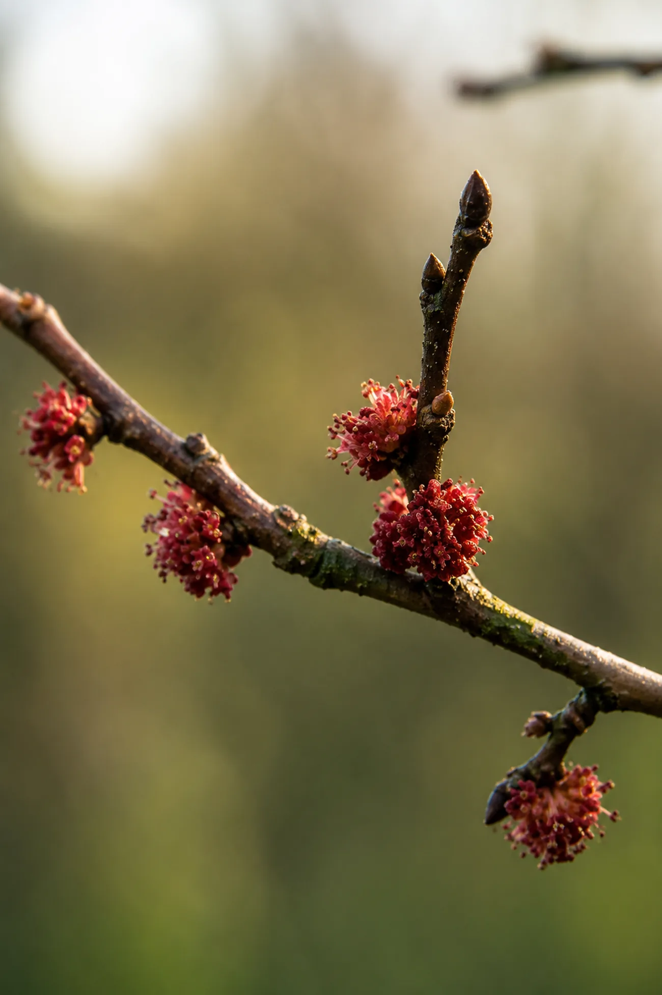 Olmo — flor de Bach N°28