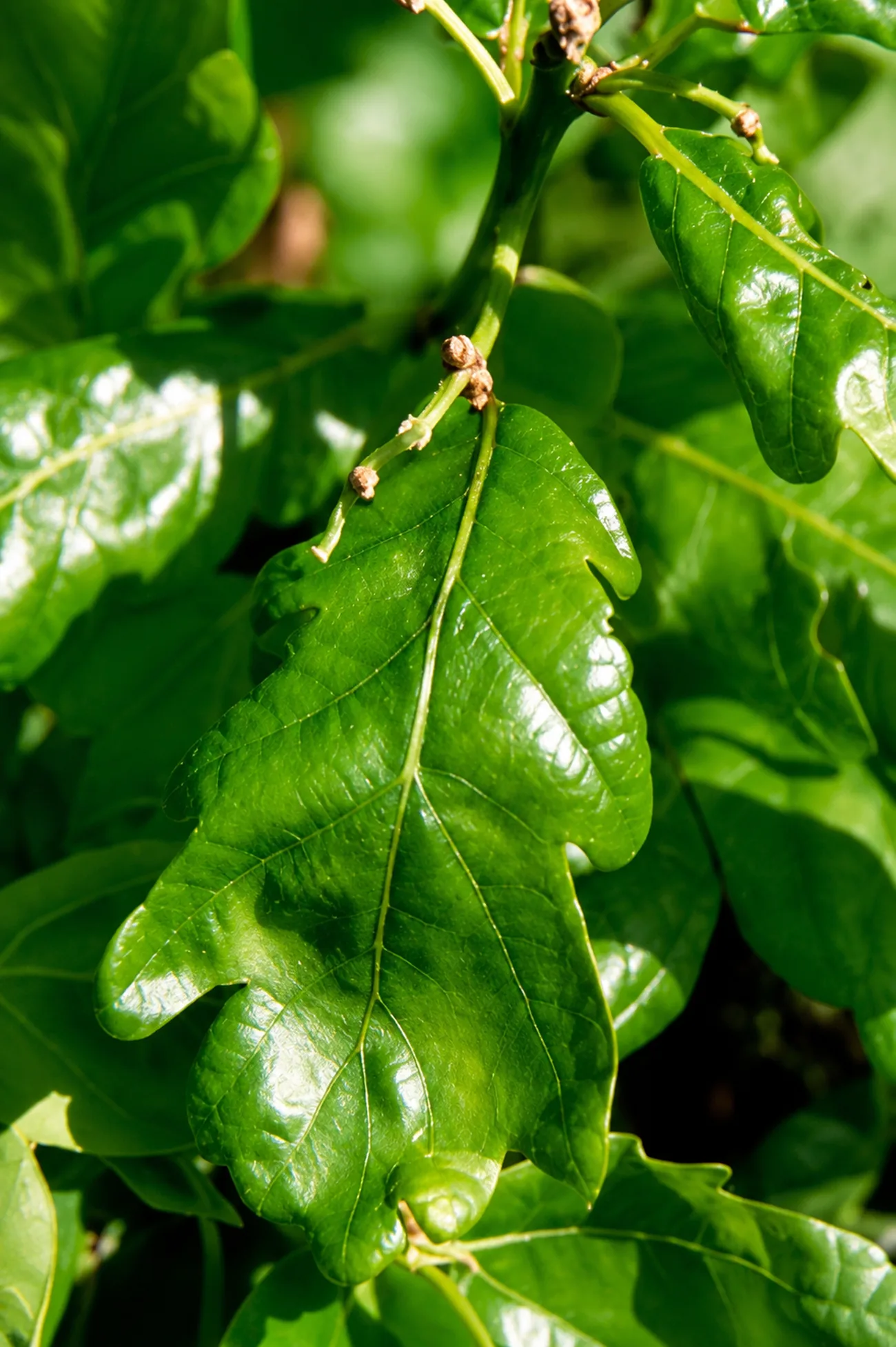 Roble — flor de Bach N°32