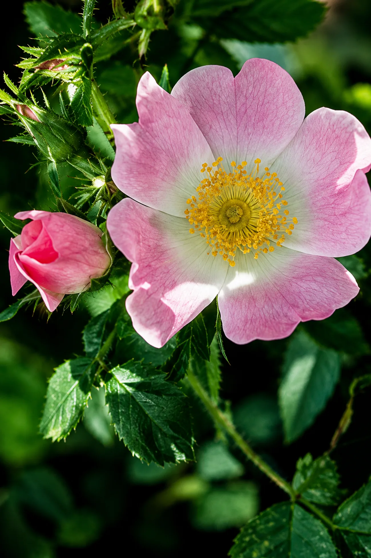 Rosa Silvestre — flor de Bach N°14