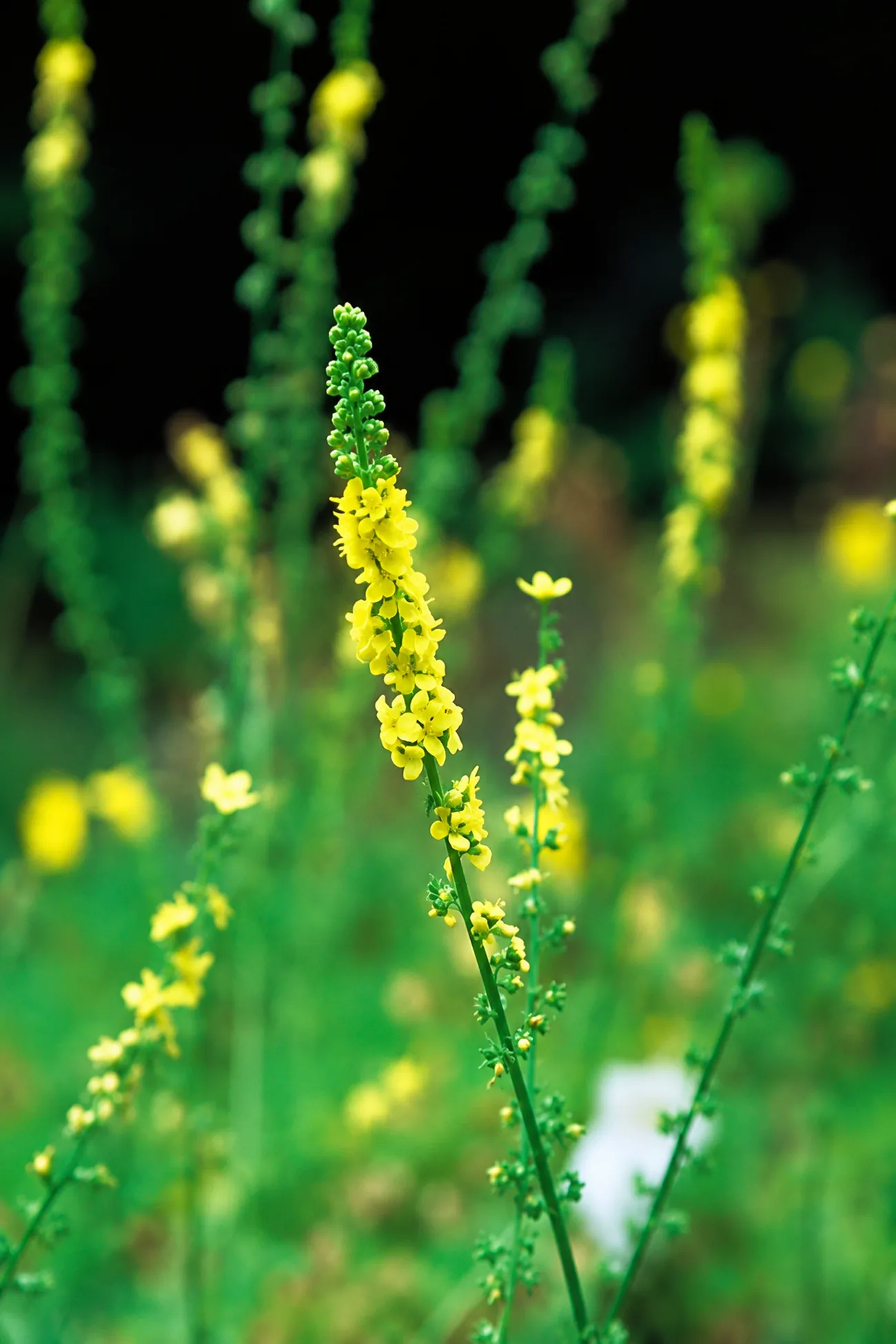 Agrimonia — flor de Bach N°22