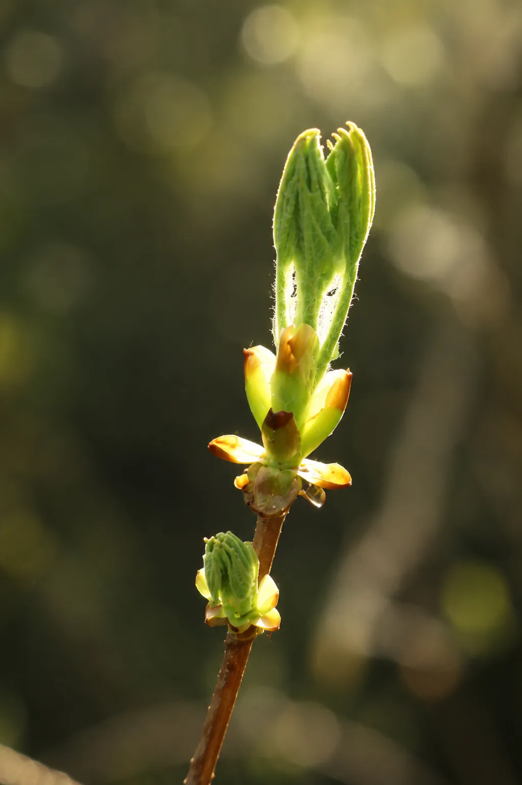 Brote de Castaño