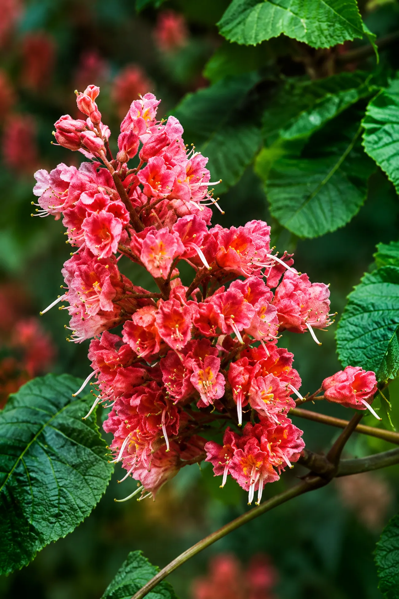 Castaño Rojo