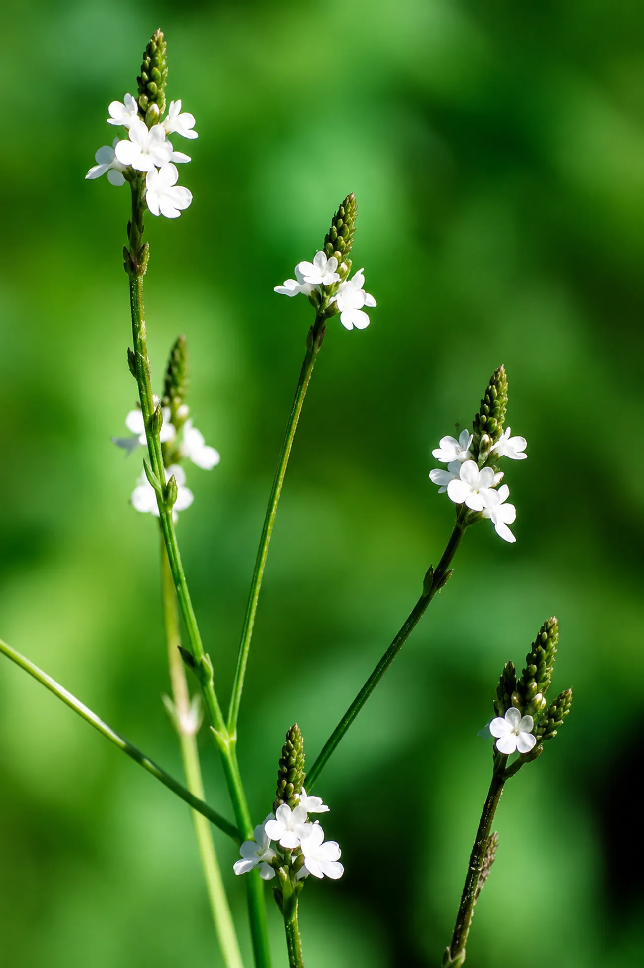 Verbena